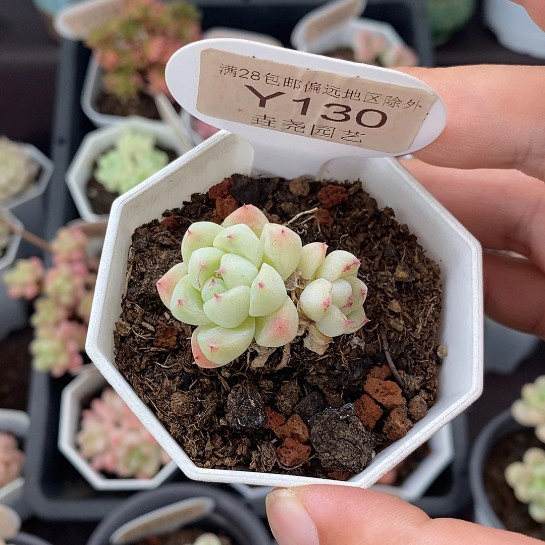 0130 冰山 3.5cm 双头
