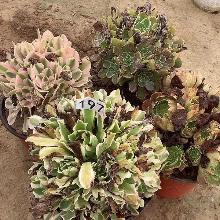 无花朵197四颗多肉植物组合