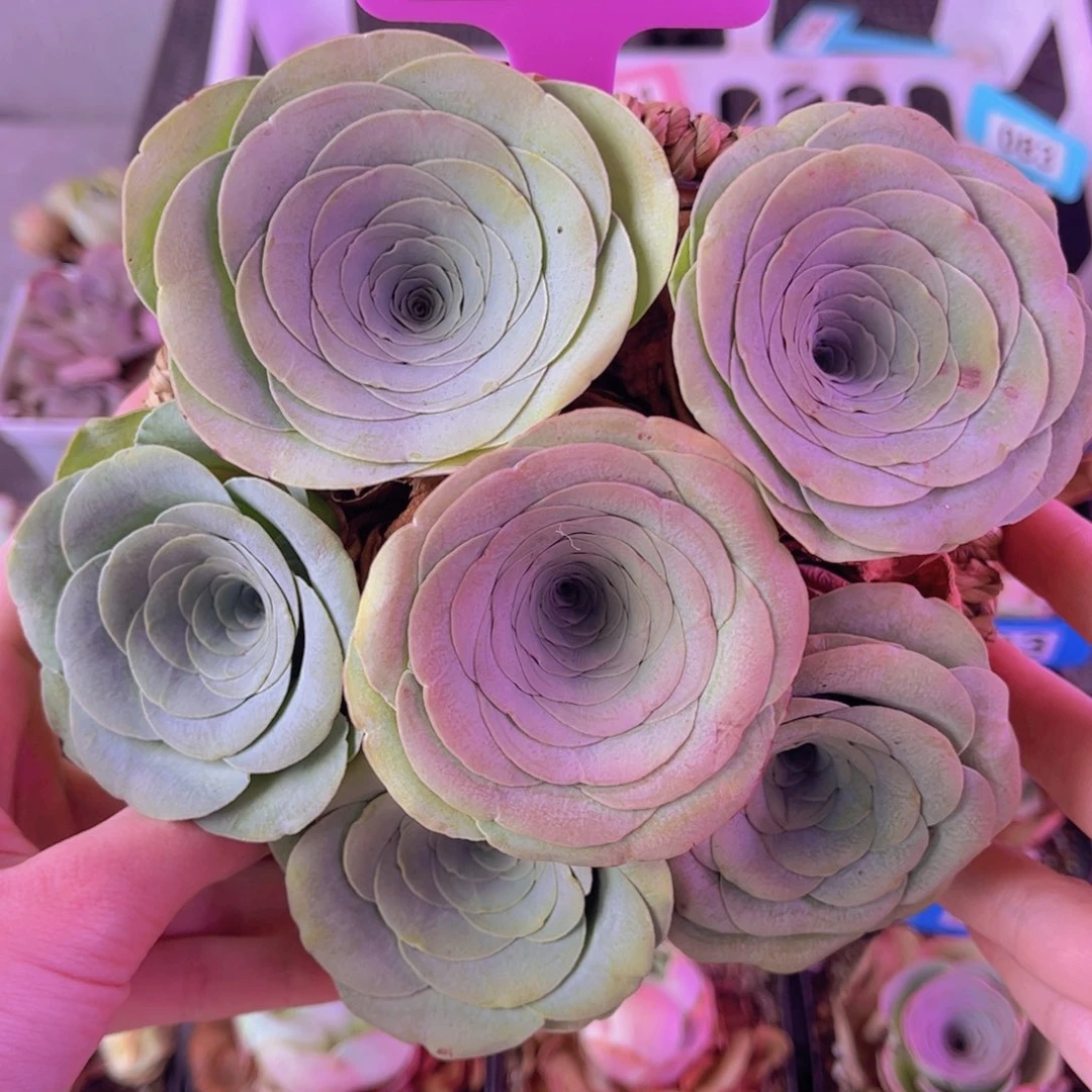 花篮一物一拍042号