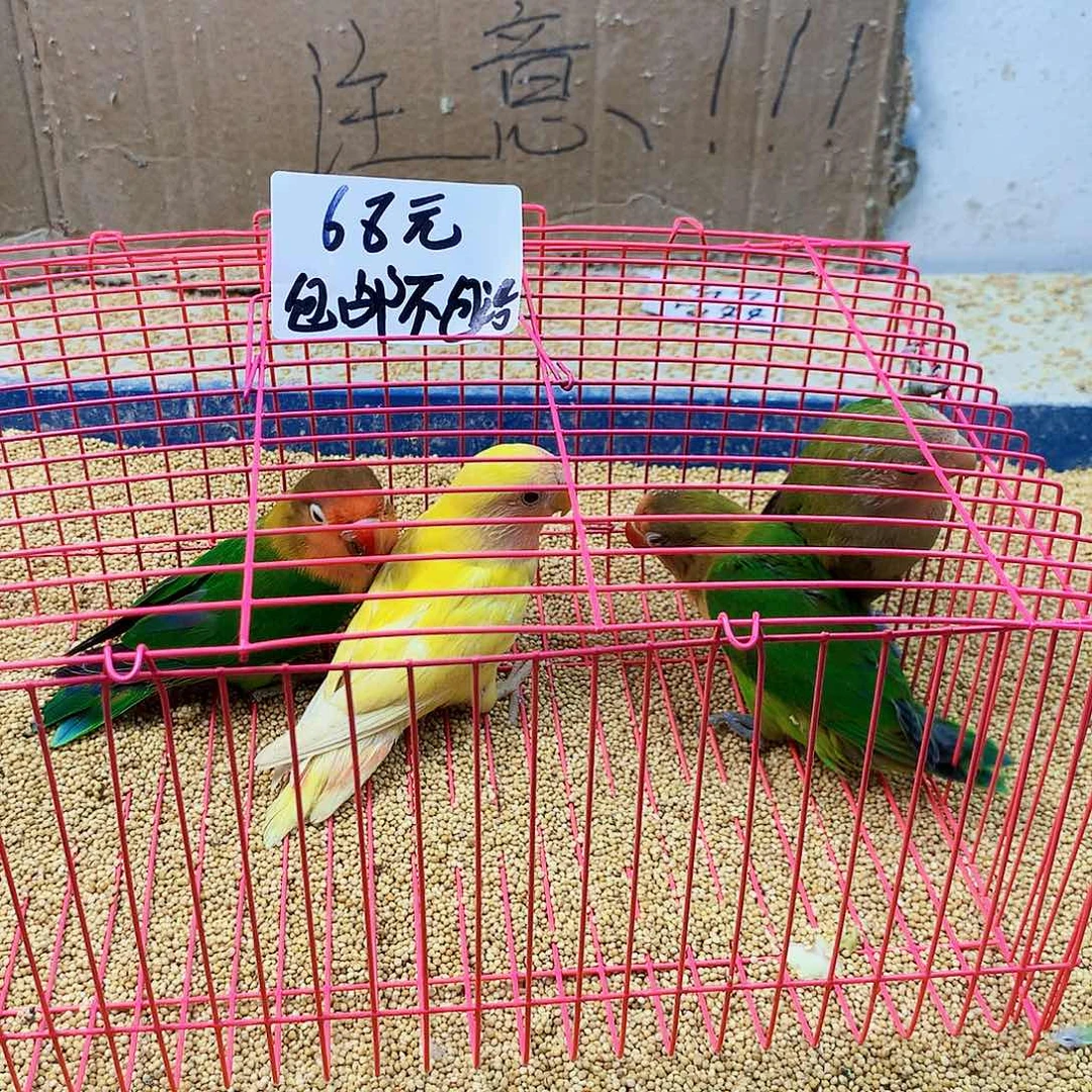 凯***隐虎皮鹦鹉牡丹一如