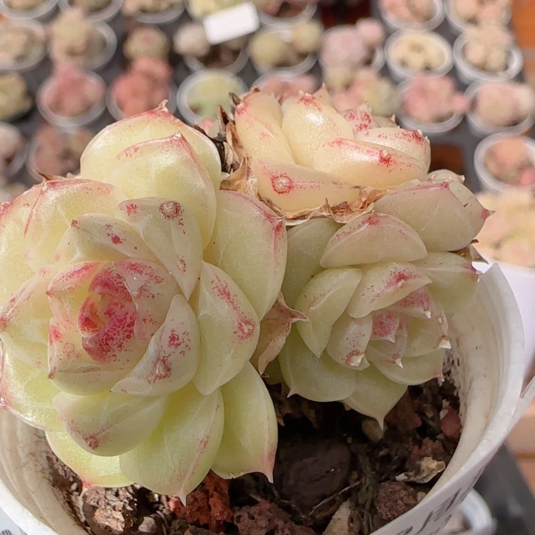 花语多肉1230-161散