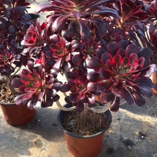 法师多肉植物胖****）法师978