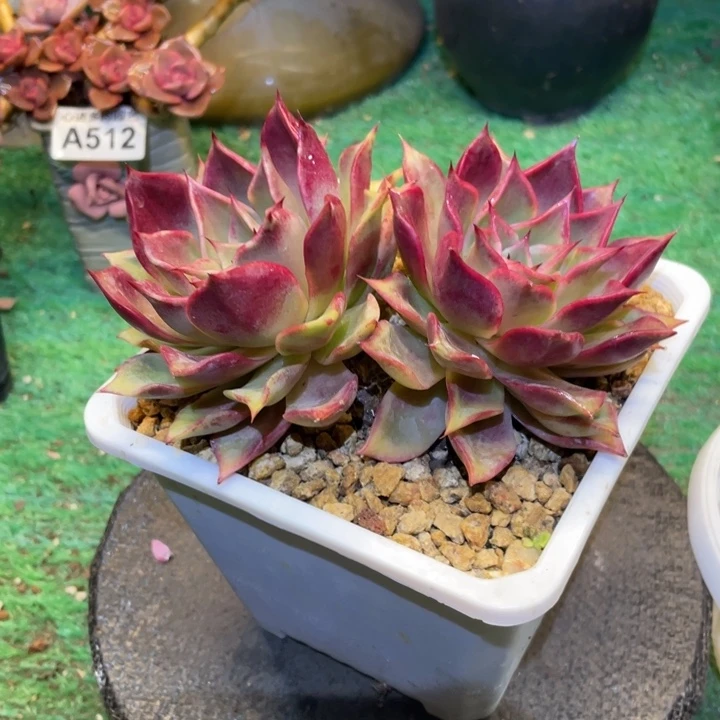 心***琴双头多肉一物一拍