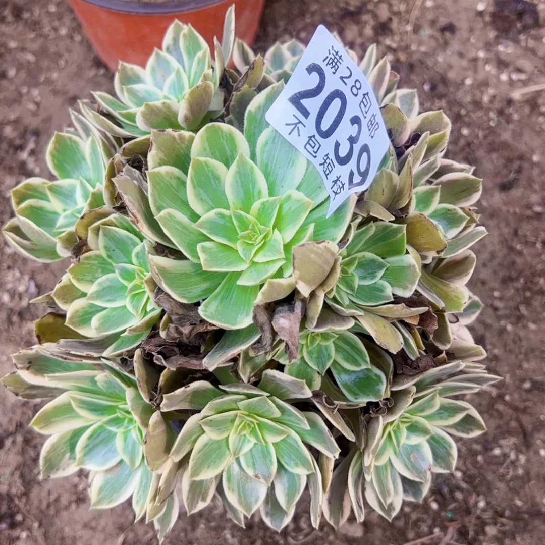 浣纱多肉植物2039