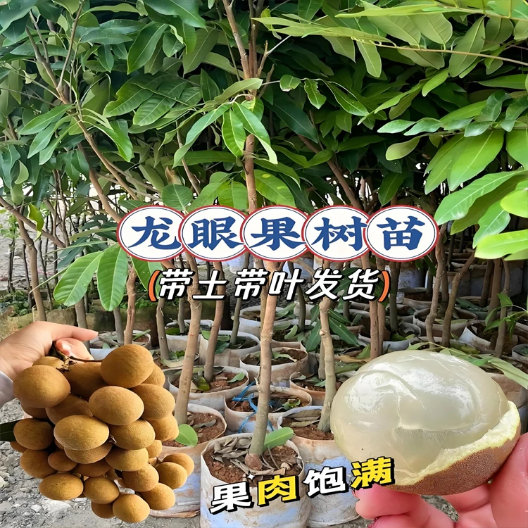 龙眼树苖嫁接盆栽水果树苗储良桂圆石硖南方四季种植地栽当年结果