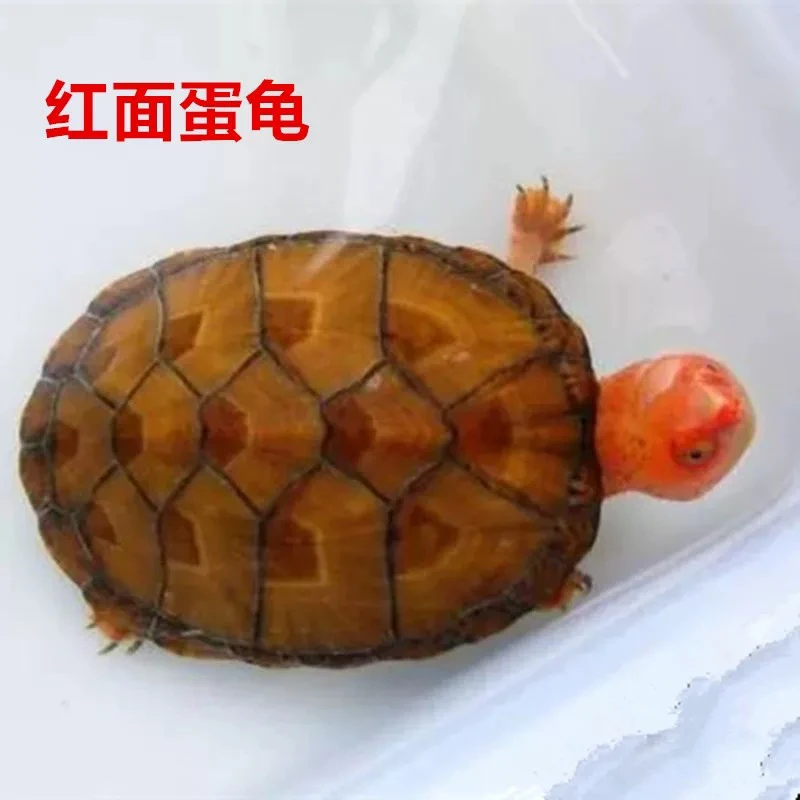 红面蛋龟 互动性好 可爱 新奇宠物