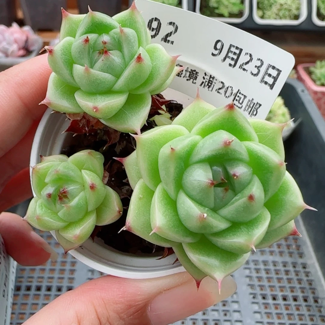 花语逸镜0923-92散