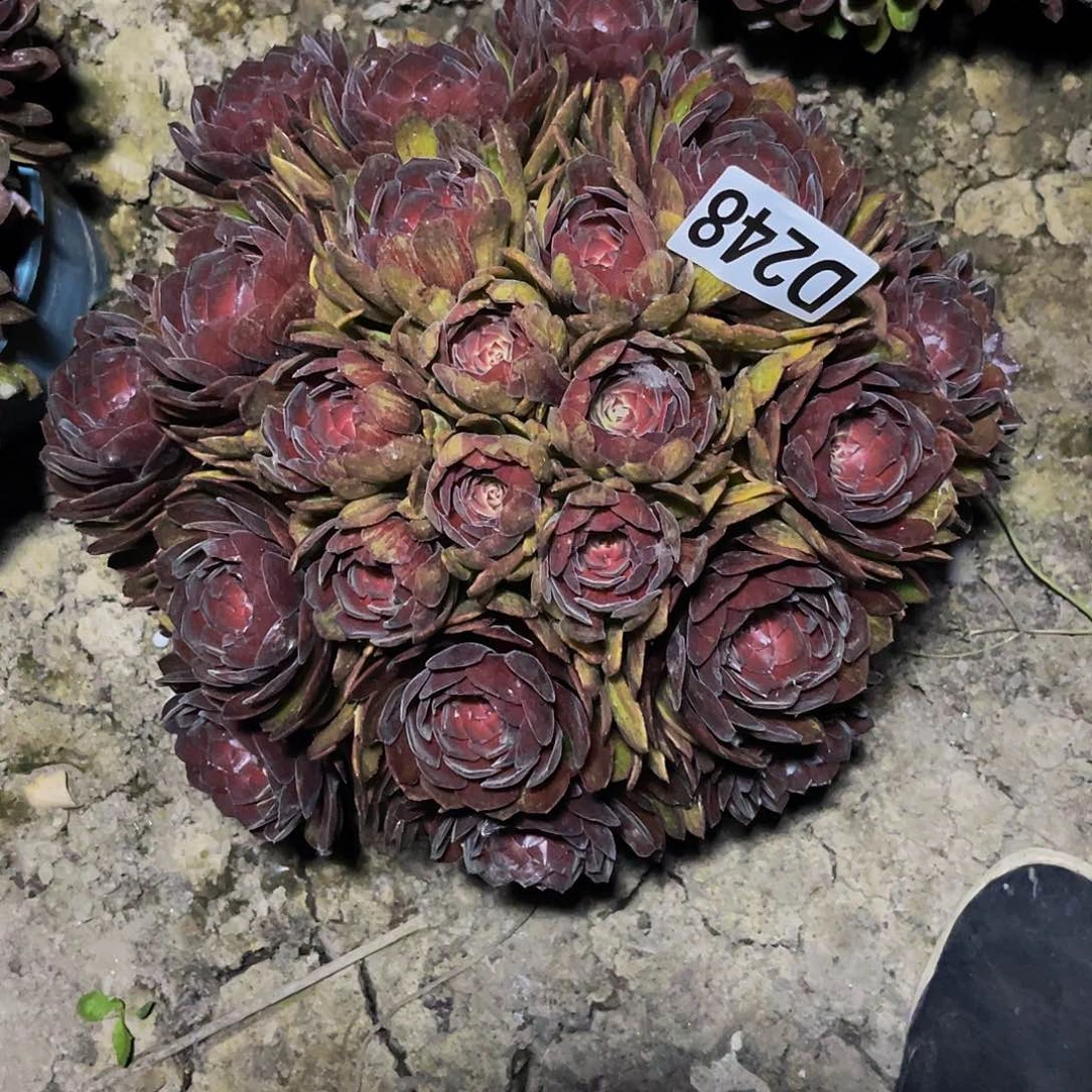 千面男爵32///7包邮