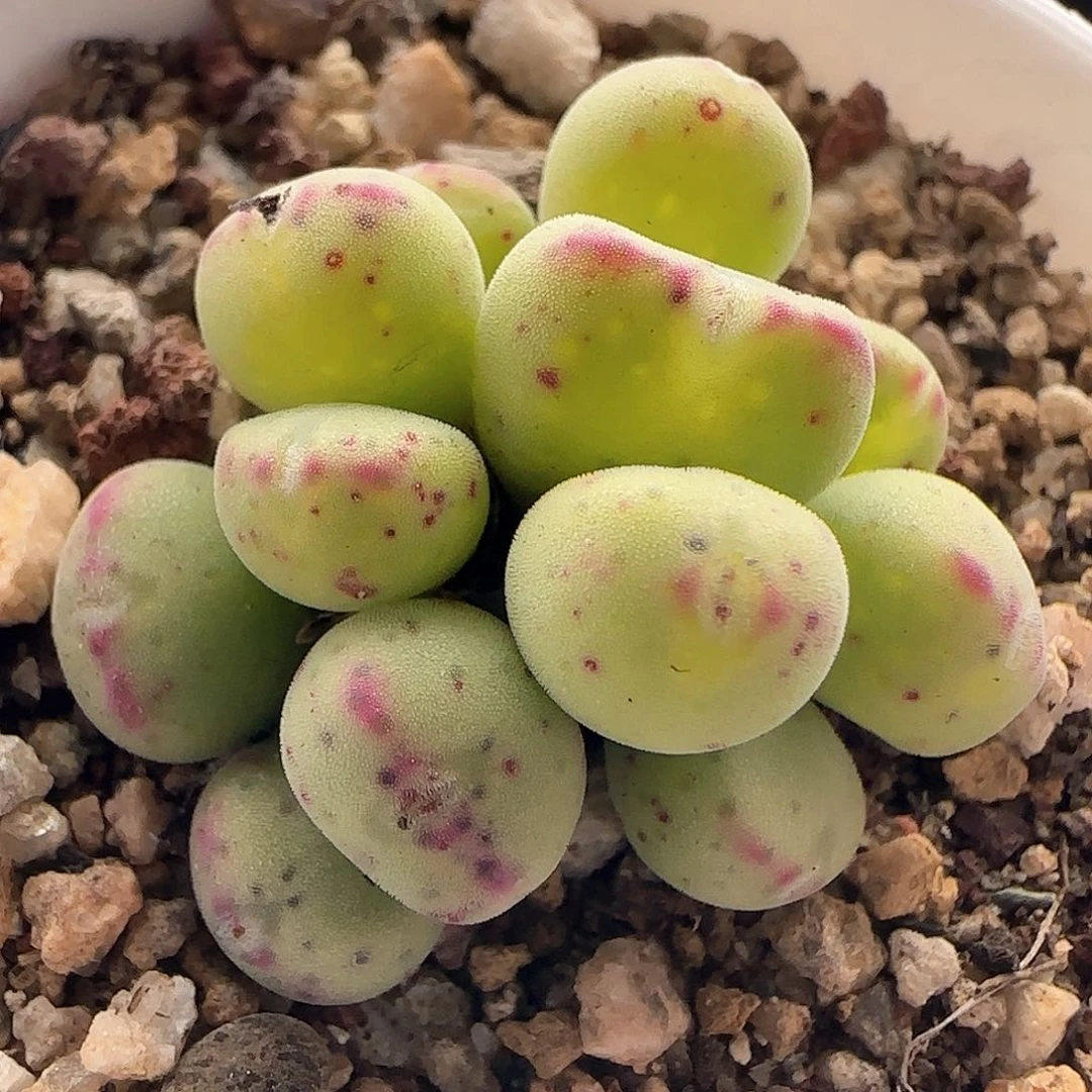 28包邮脱土发货28009