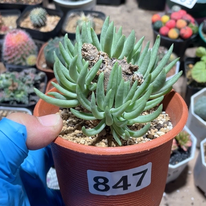 847产地奇峰锦白象