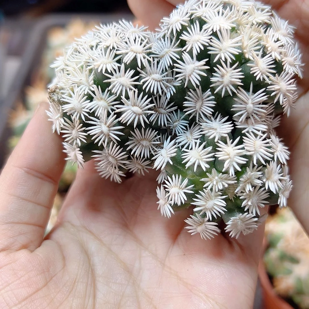 19号孤月丸无根8公分1颗