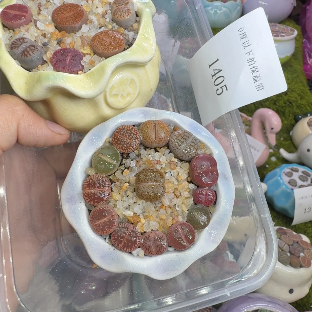 一***）多肉植物福利冲1405