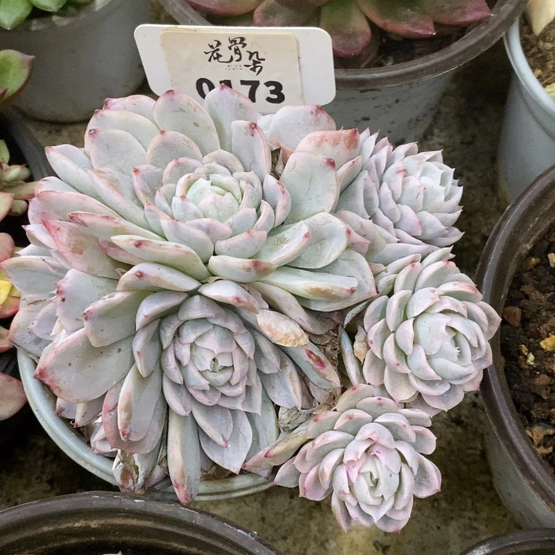 173寄养咯哈哈哈哈哈哈哈哈