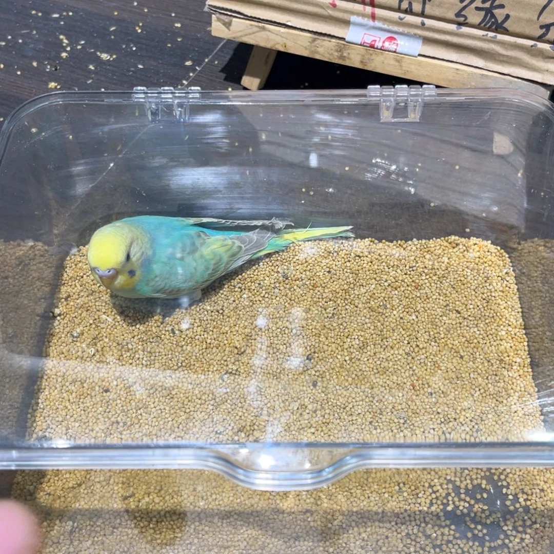 虎皮鹦鹉金彩虎皮鹦鹉公，一物一拍不退换竞拍。
