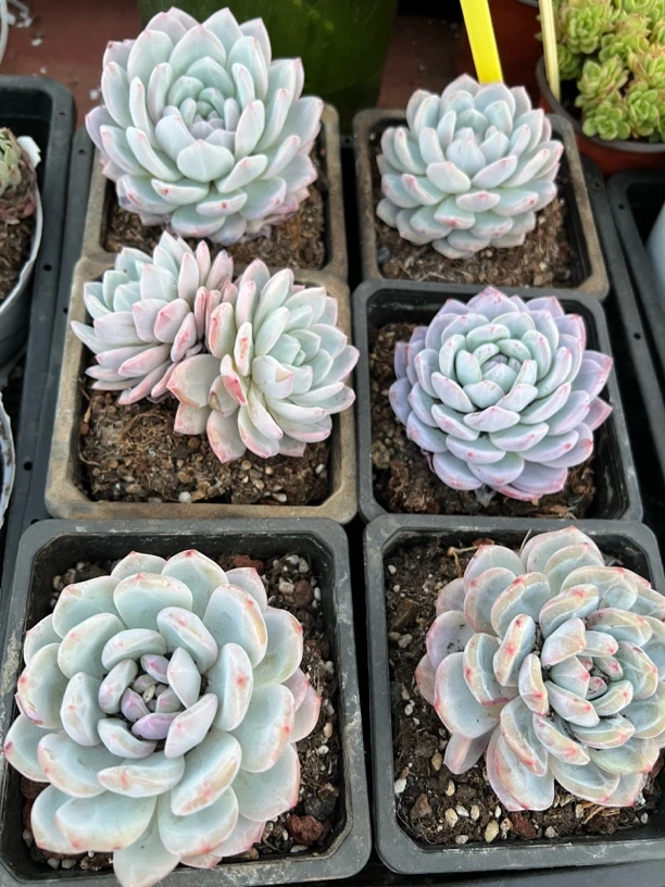 【橙梦露 满9.99包邮】阳台办公室盆栽多肉植物（星花怒放）