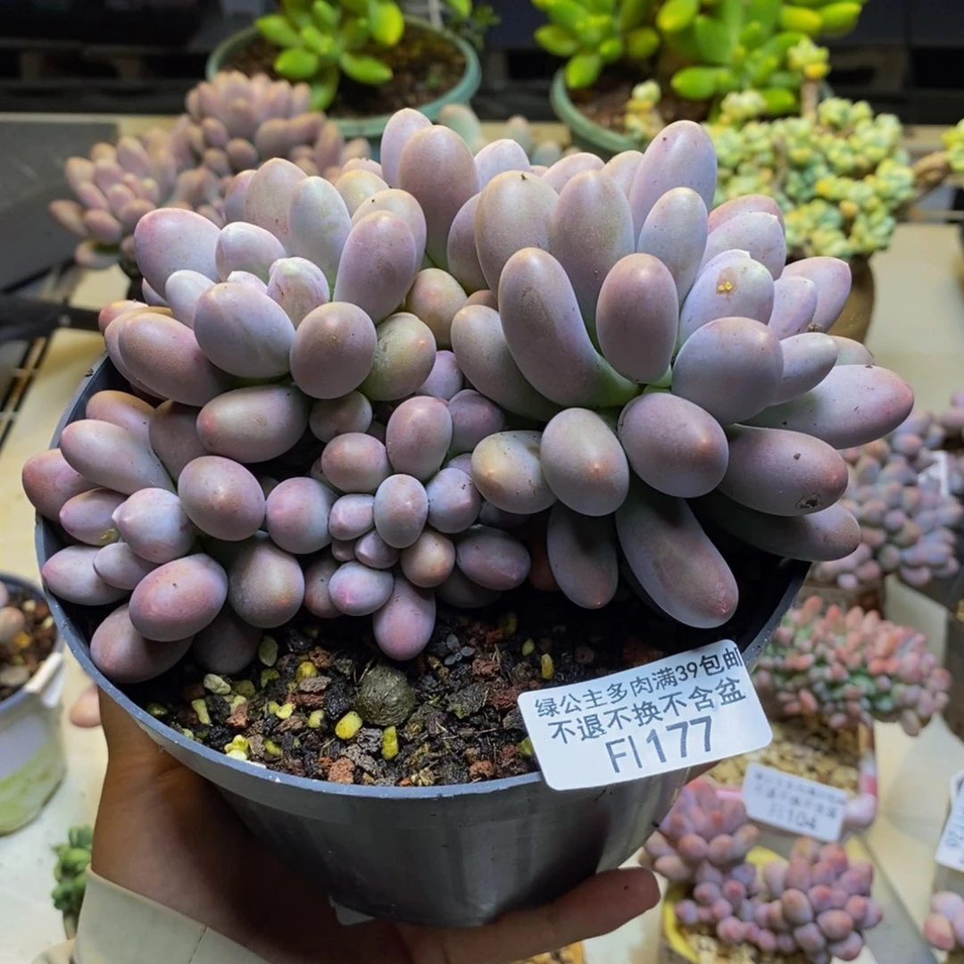 177蛋黄奶多肉15cm