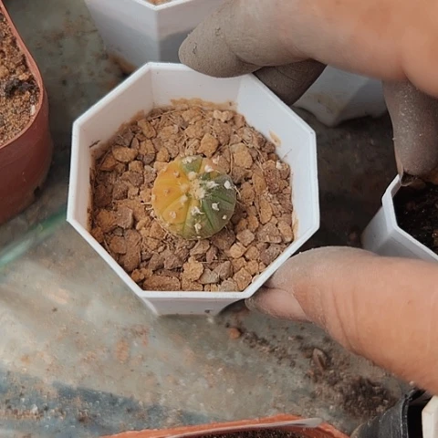 956清棚特价出售