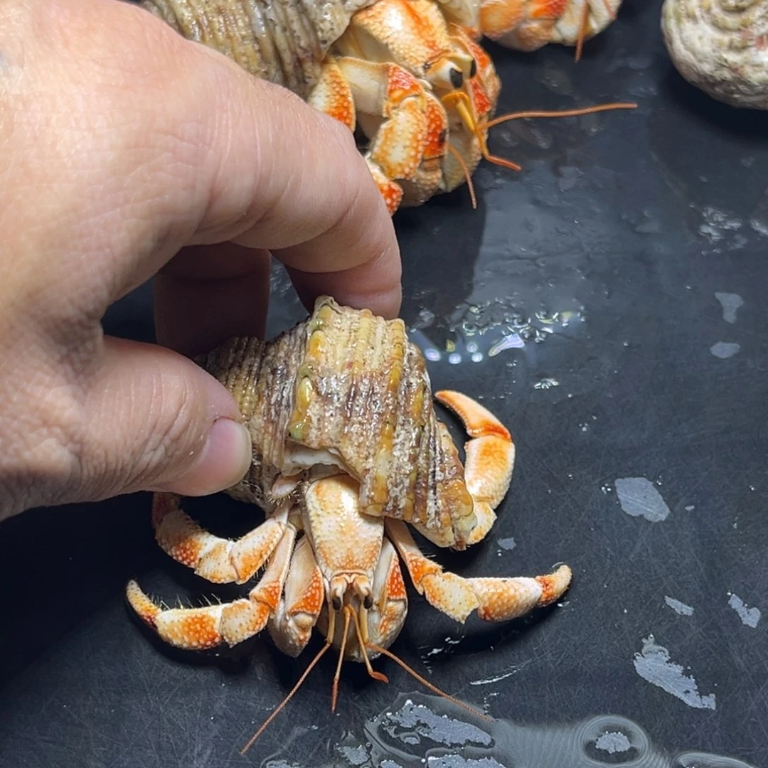 闪1号毛球2.1口径