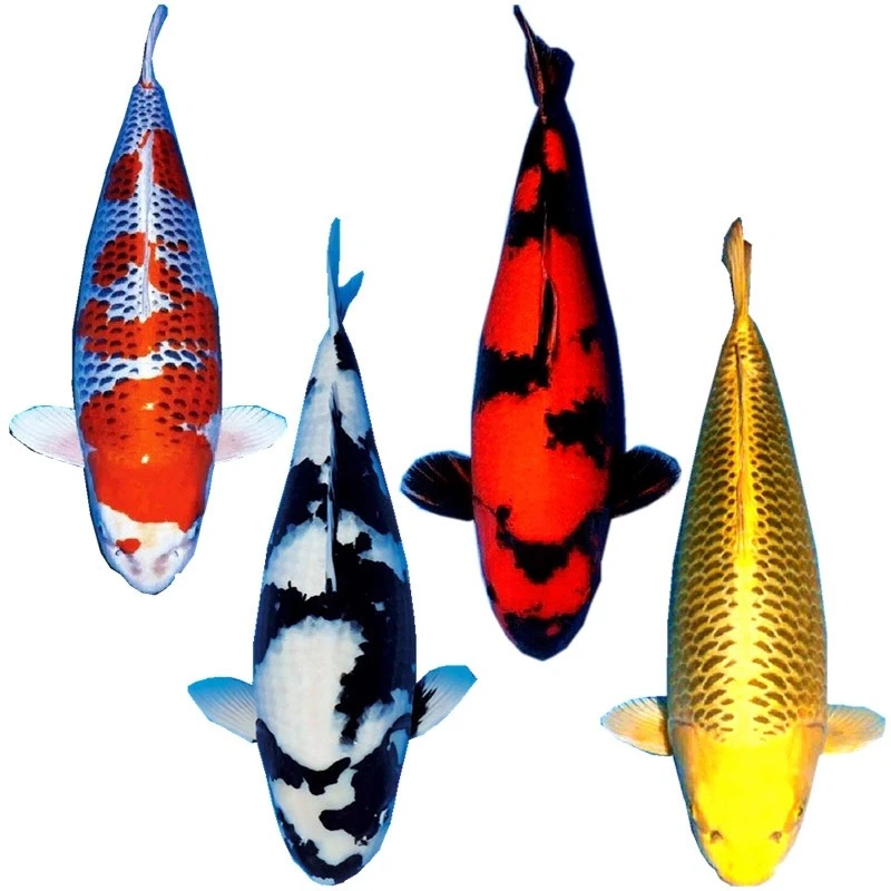 福利血统锦鲤大放送