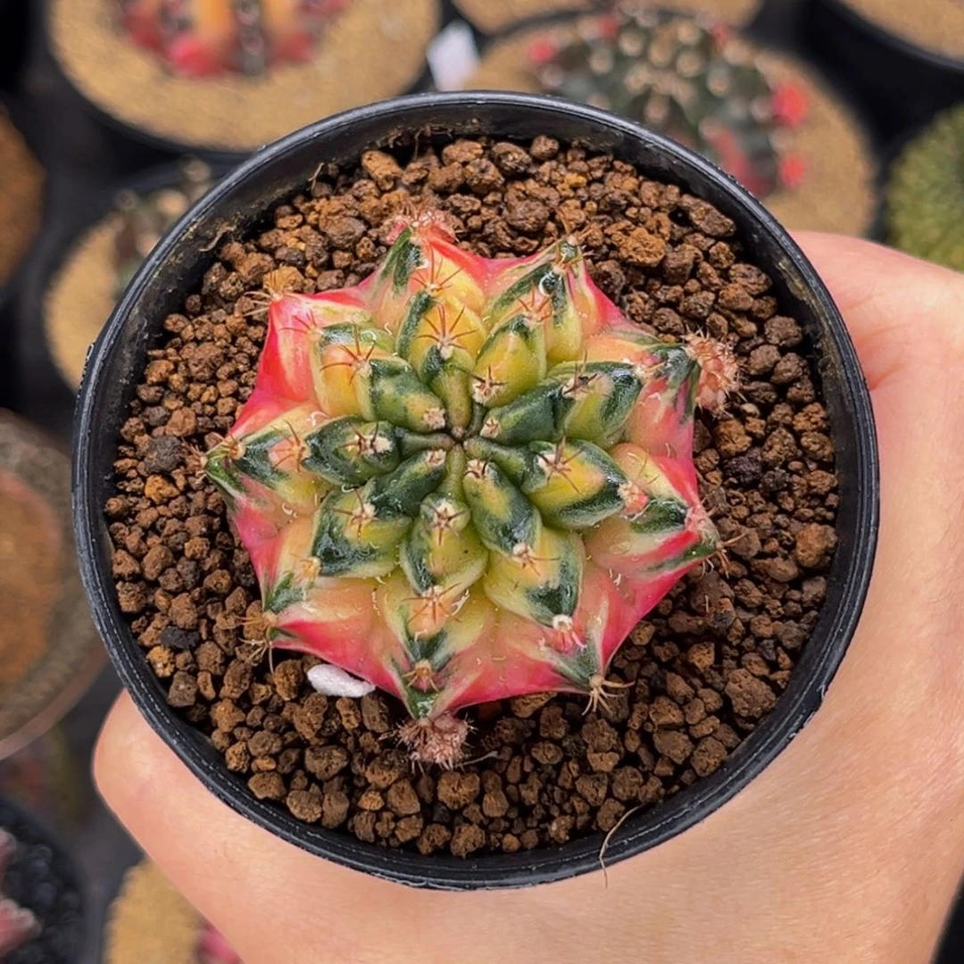 金刚芭比海神锦 米哈仙人球