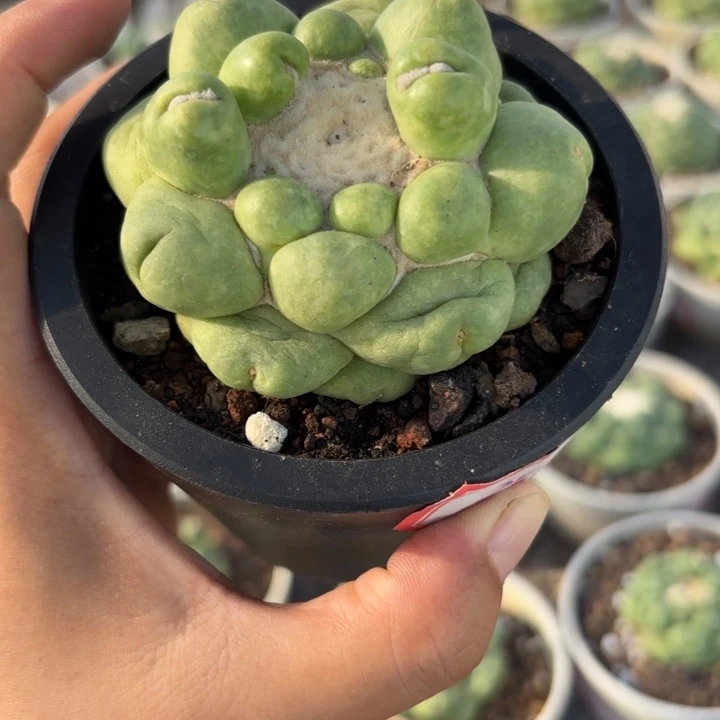 9967无刺象牙好养皮实