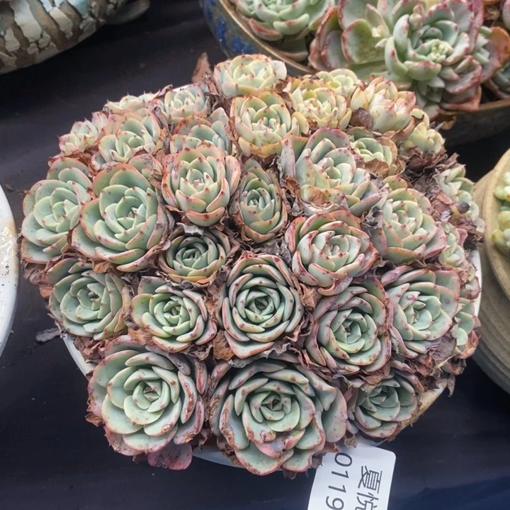 夏悦多肉 0119-78奶油黄桃