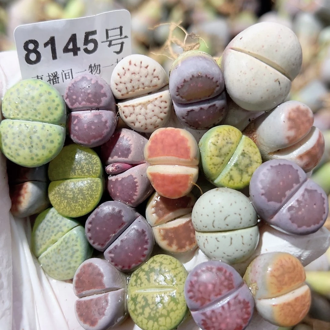 8145 好养易活生石花大母本19个
