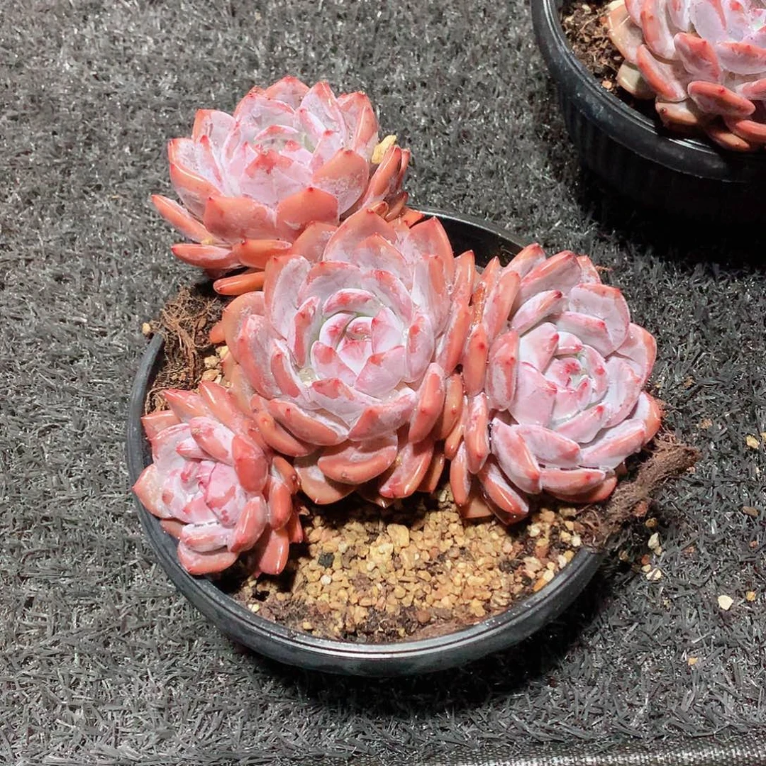 多肉植物星影群30