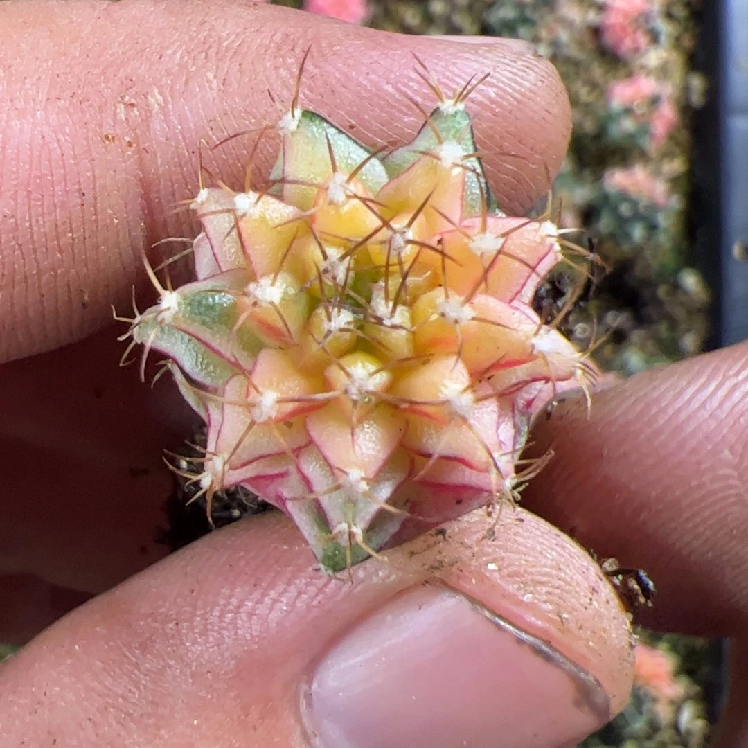 当前无花栽培后可以开花833