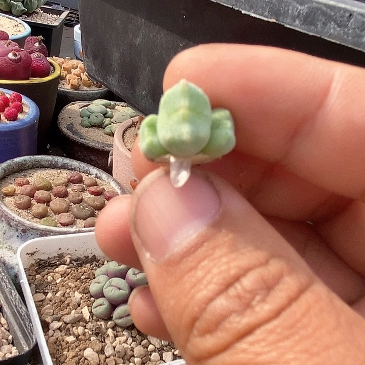 16525绿豆糕一颗