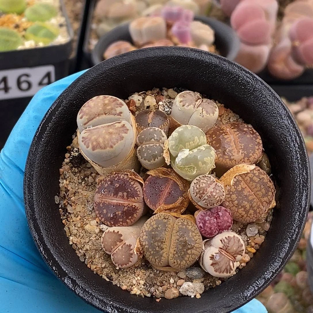 生石花 带盆土 472