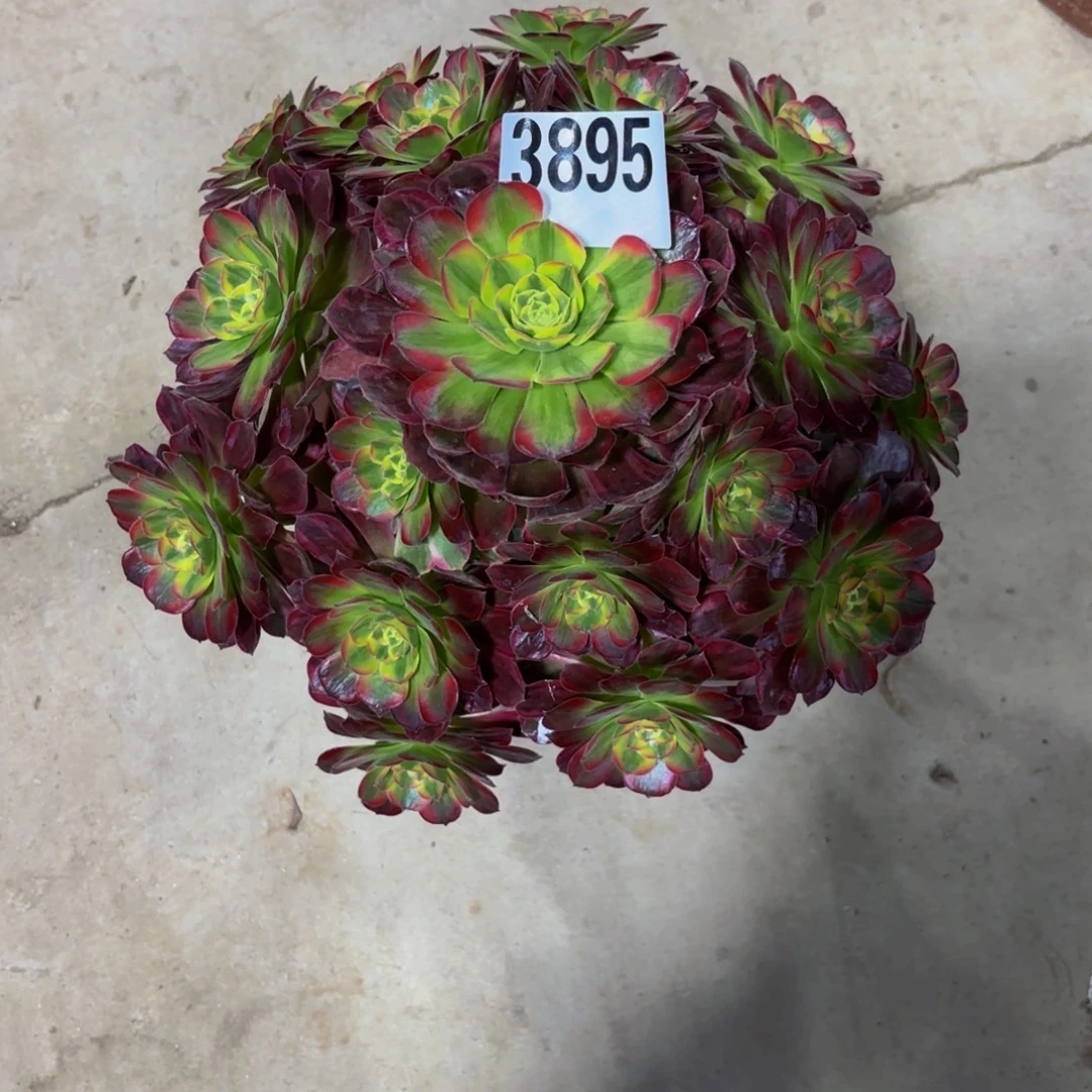 青***y无花朵3895安娜1111111