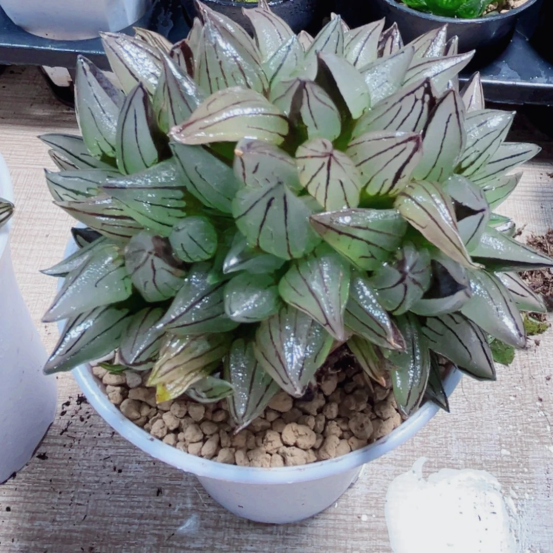 母本西瓜寿多肉植物