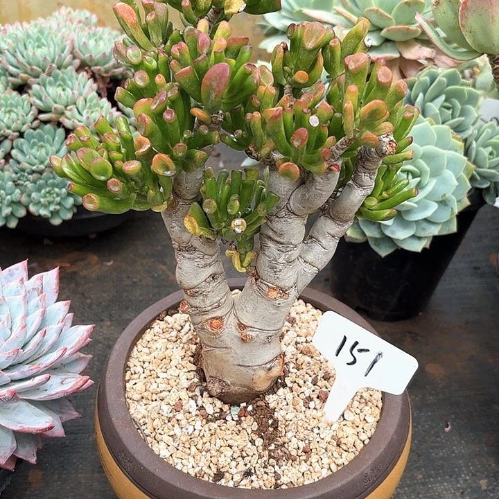 多肉植物，吸财树151号