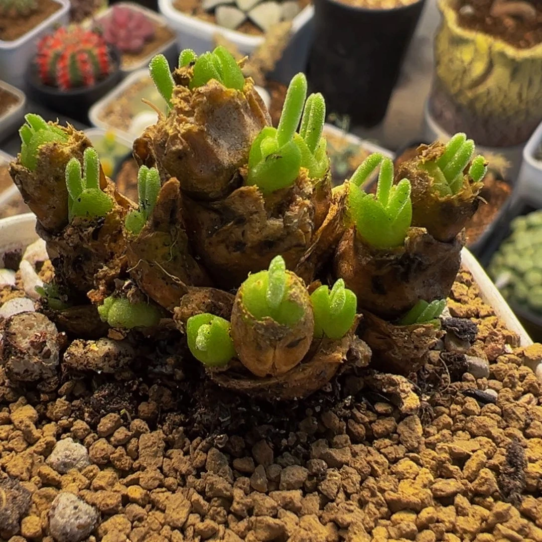 152多肉植物种类多样