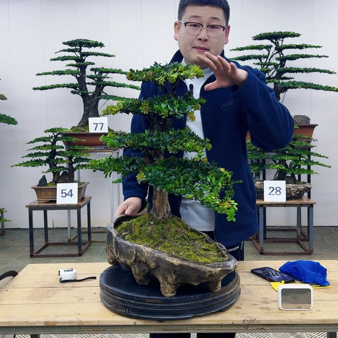 盆景罗汉松造型盆景