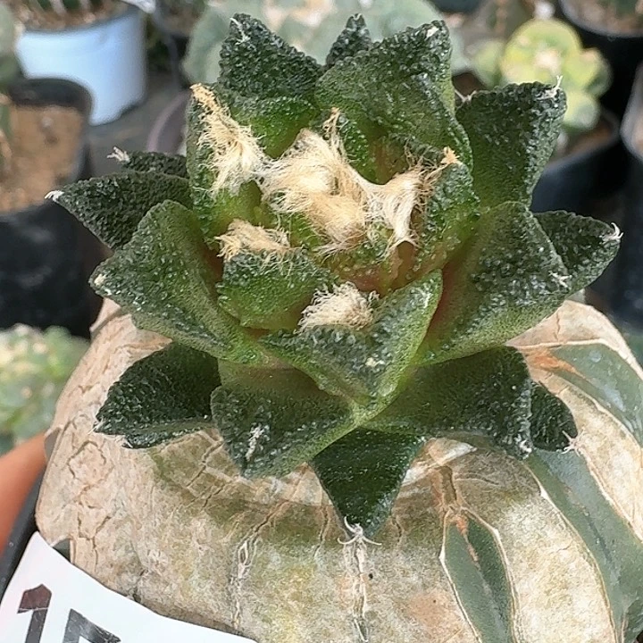 【闪购商品】无花朵苗接纯种博士牡丹158
