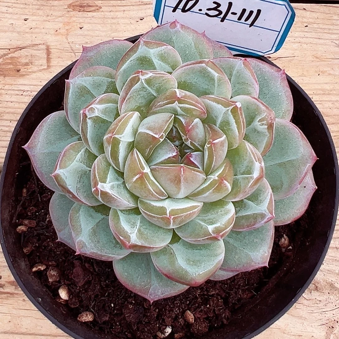 大****1031-111蜜家新品