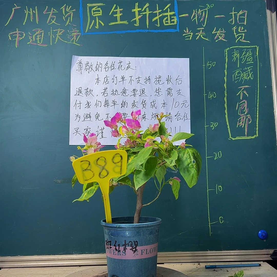 当前无花栽培后可以开花斑红樱 粗杆 389