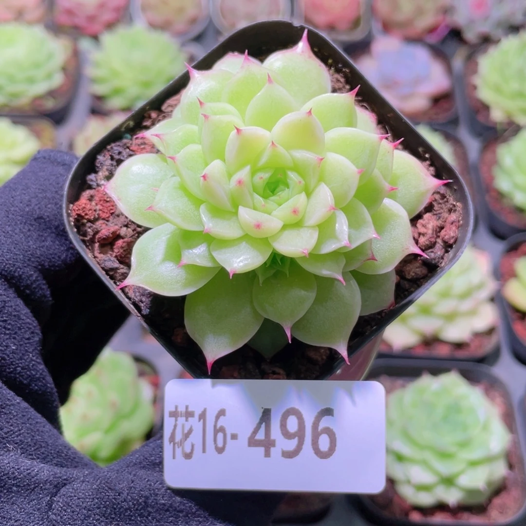 花利美16-496麦秆
