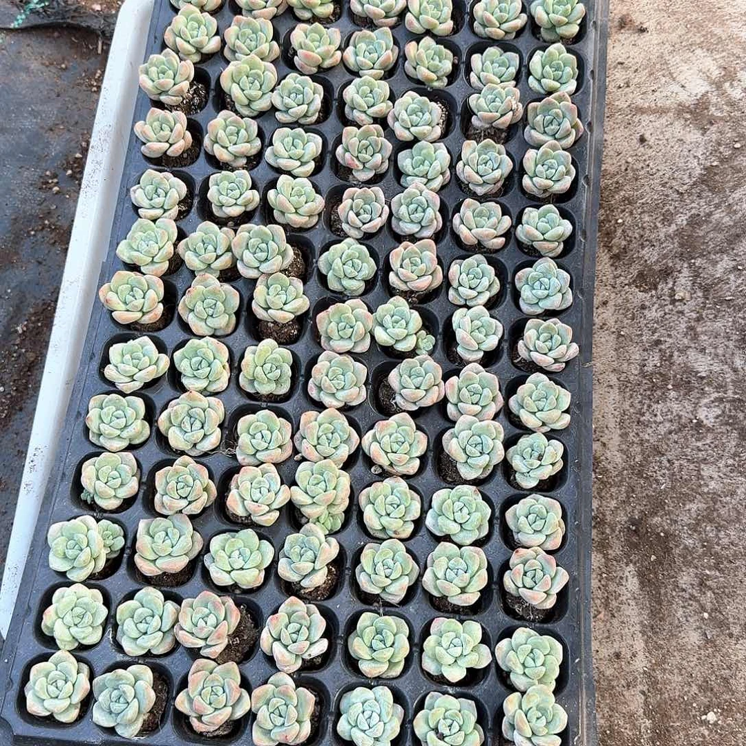 属于自己一物一拍