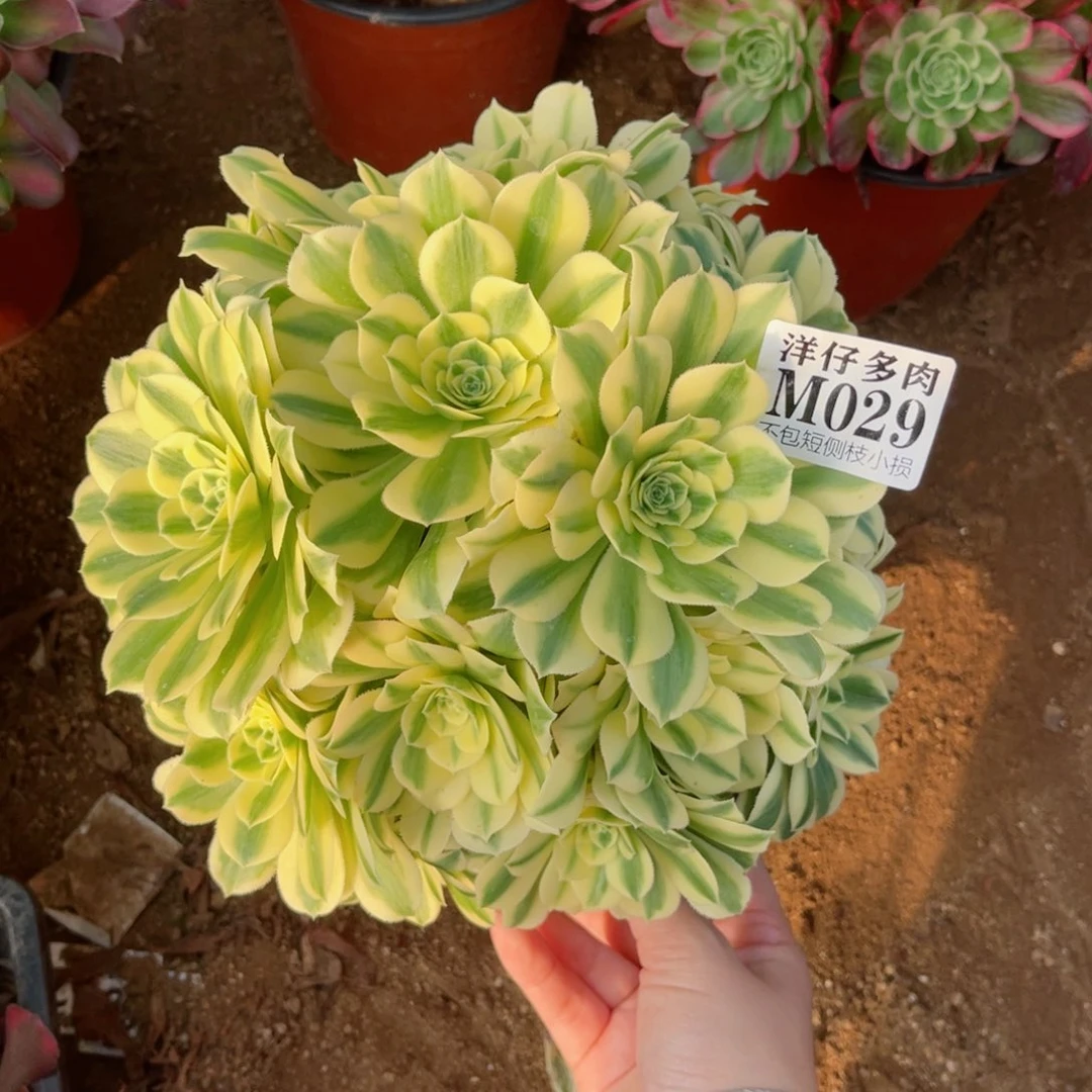 029迈巴赫 冠幅22左右