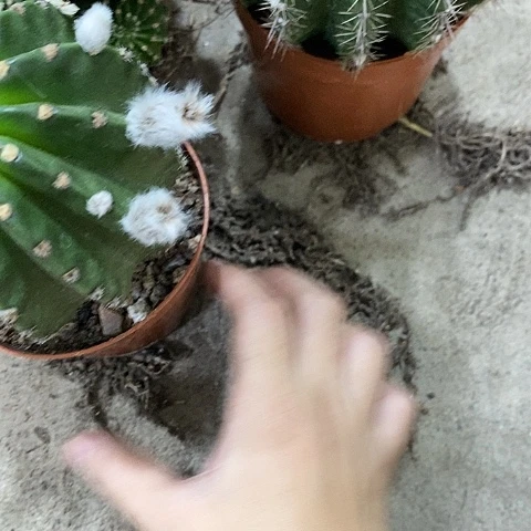 2个彩草，2578909357