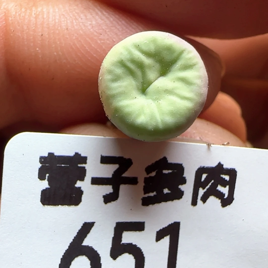 贝特芬小红嘴。