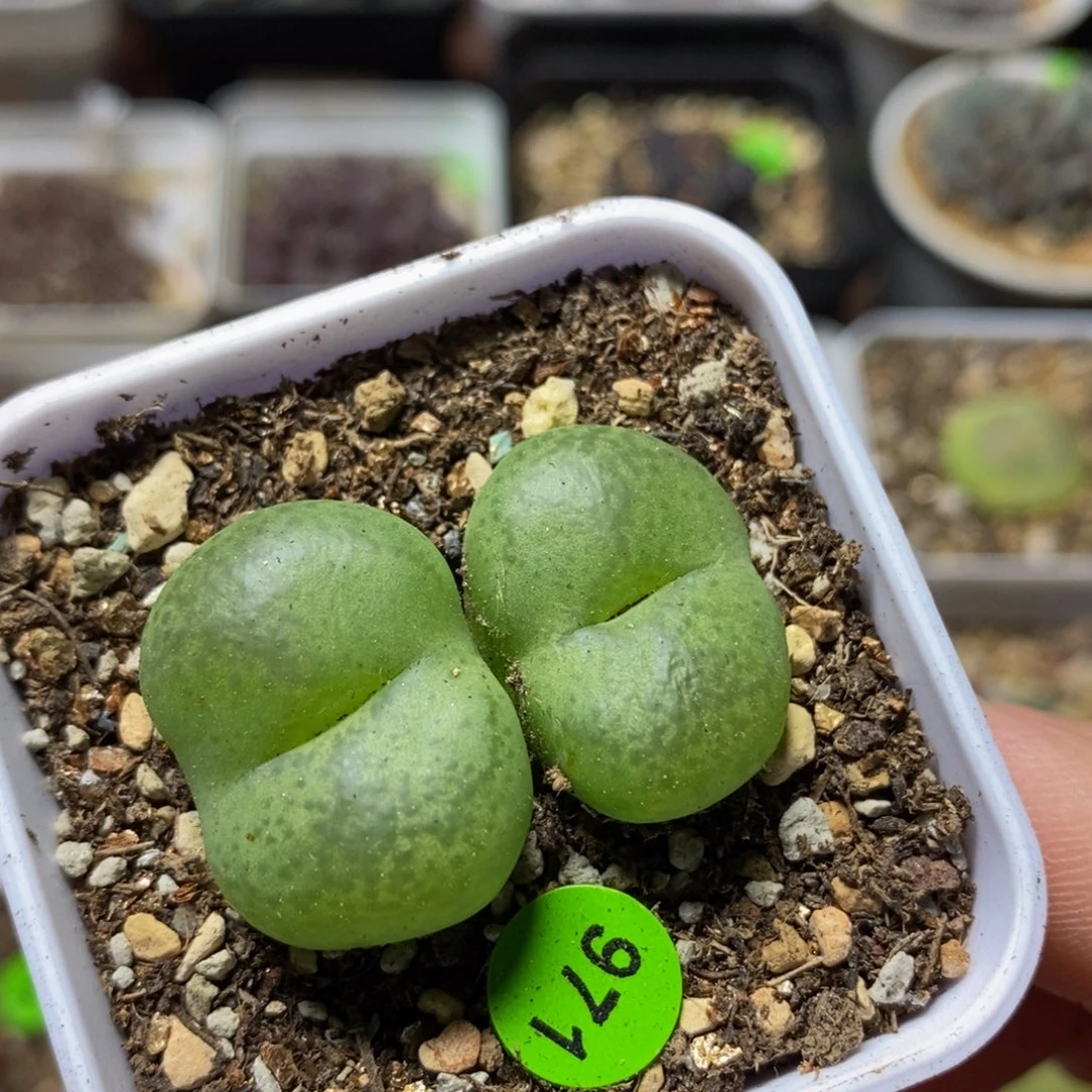 巨无霸杂交多肉植物971
