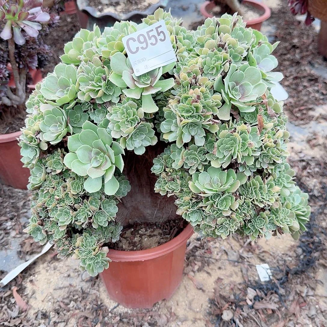 955玫瑰朵朵一颗呀呀