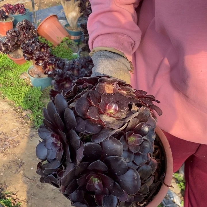 星**妹304欧紫缀化手捧