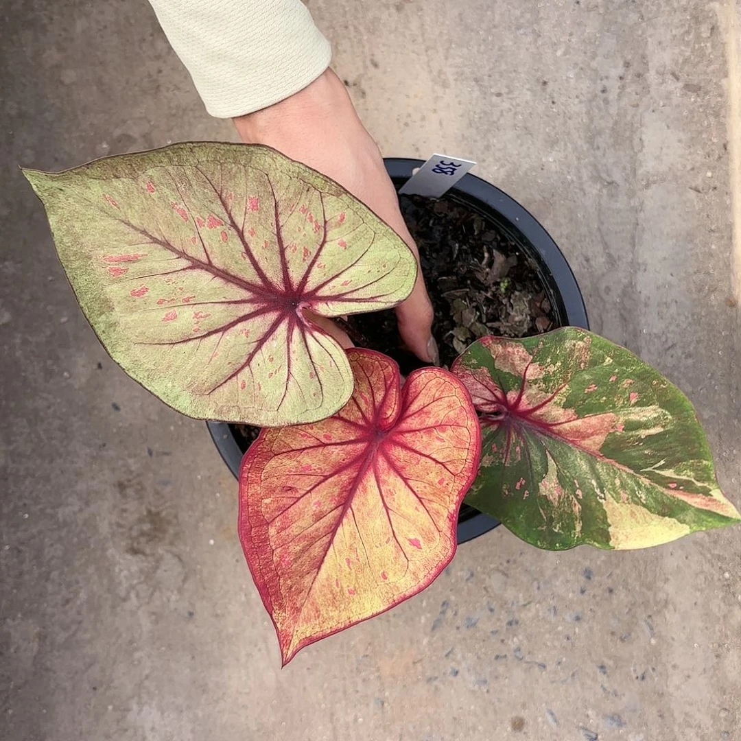 358-0117彩叶芋泰国发货