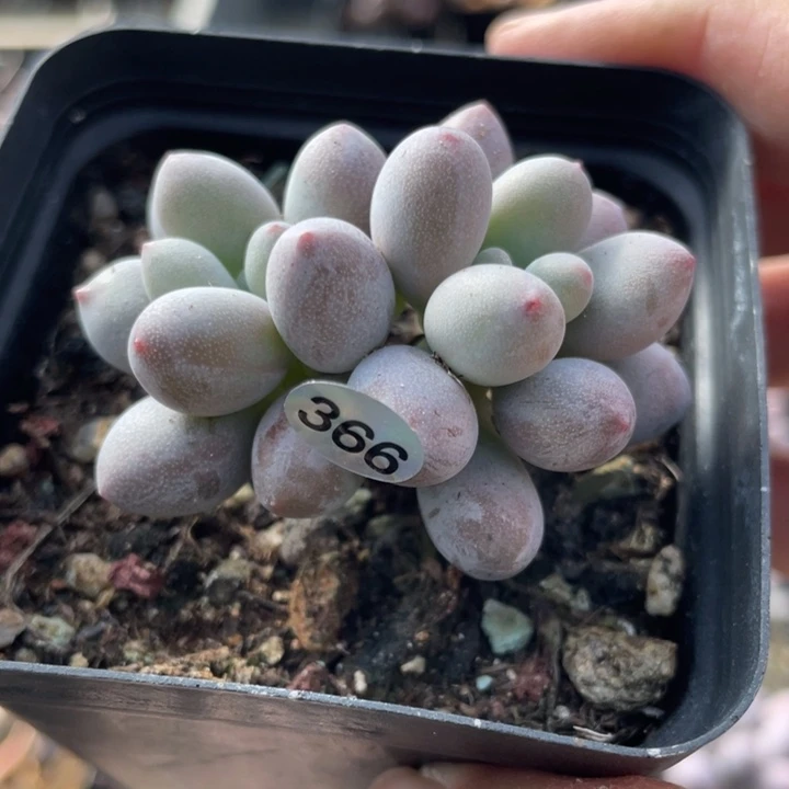 仙子奶酪多肉植物