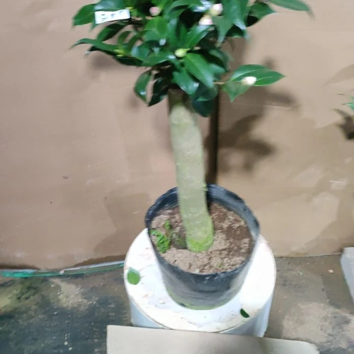 917超五混接，原盆原土发货，不包邮